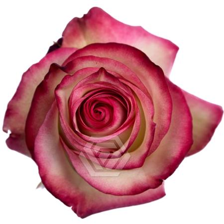Rosa grootbloemig Paloma