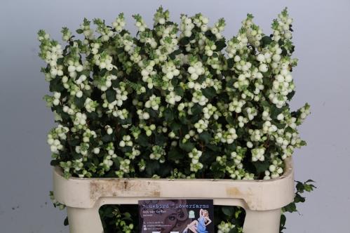Symphoricarpos Magical Lemon And Lime