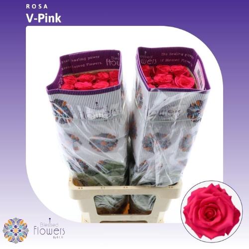 Rosa grootbloemig Vipink