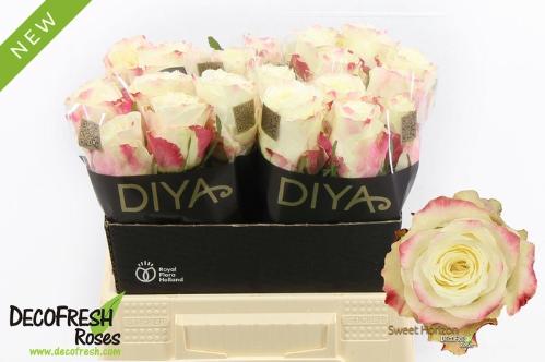 Rosa grootbloemig Sweet Horizon