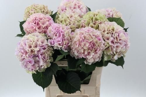 Hydrangea macrophylla Royal Impressive