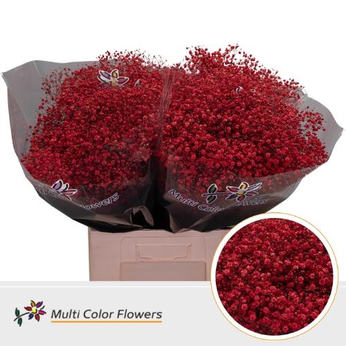 Gypsophila overig kleurbehandeld H%