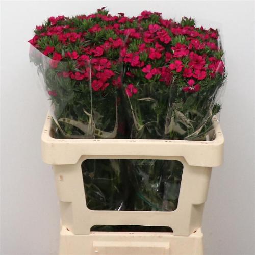 Dianthus barbatus 'Amazon Neon Cherry'