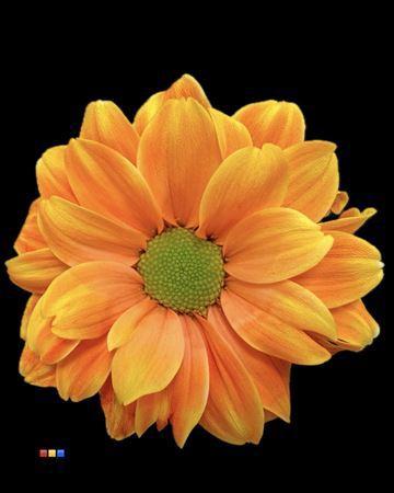 Chrysanthemum Indicum Grp tros kas kleurbehandeld H%