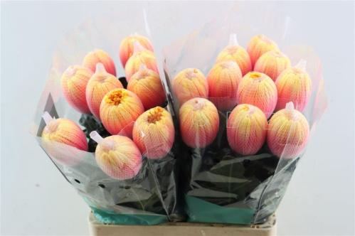 Chrysanthemum (Indicum Grp) geplozen Antonov kleurbehandeld H%