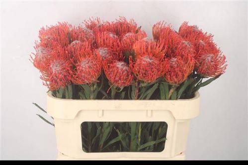 Leucospermum cordifolium 'Tango'