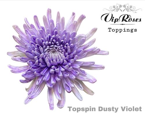Chrysanthemum geplozen kas kleurbehandeld H%