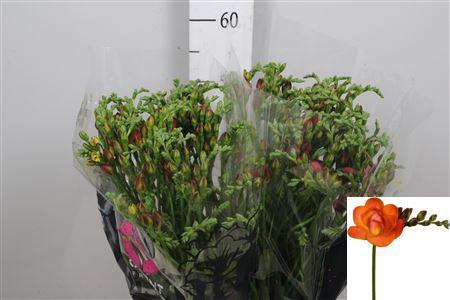 Freesia dubbelbloemig Mandarine