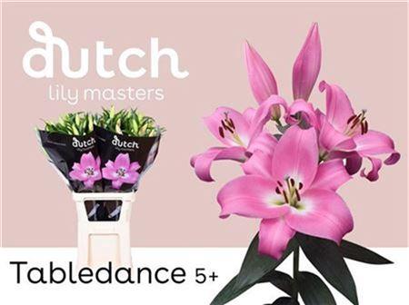 Lilium Oriental x Trumpet Grp 'Tabledance'