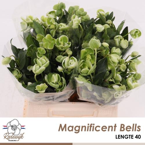 Helleborus 'Winterbells'