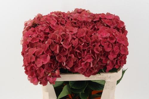 Hydrangea macrophylla My Terracotta