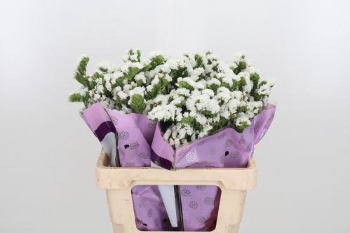 Limonium sinuatum Silvery Sun Birds