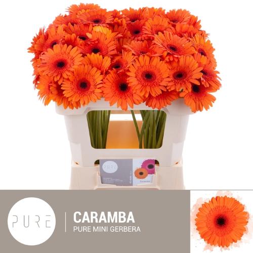 Gerbera mini 'Caramba'