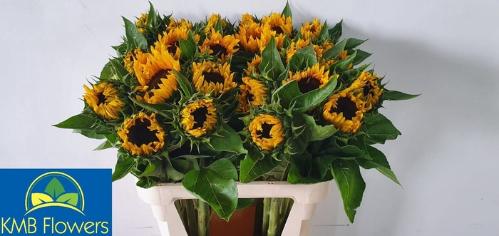 Helianthus annuus 'Sunrich Orange'