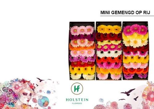 Gerbera mini gemengd op rij