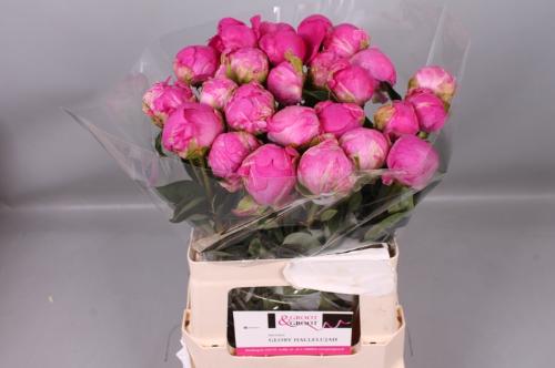 Paeonia Lactiflora Grp 'Glory Hallelujah'