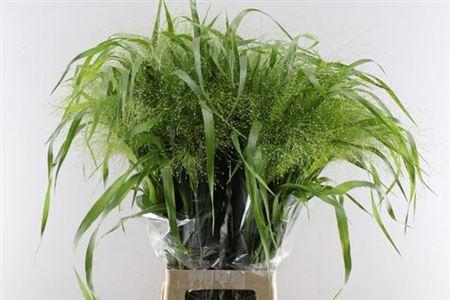 Panicum 'Fountain'