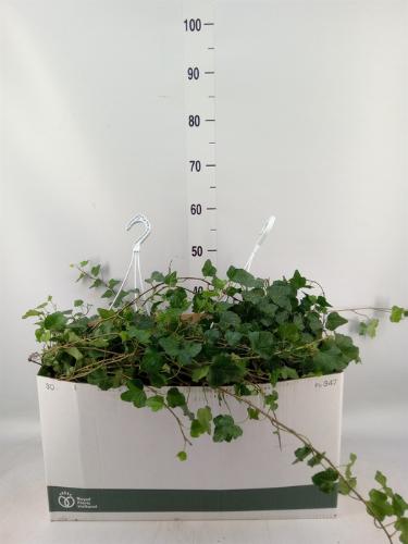 Hedera helix 'Wonder'