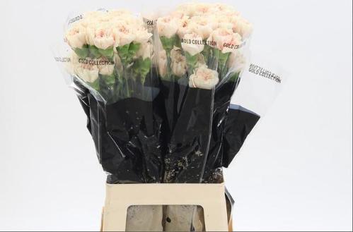 Dianthus standaard 'Apple Tea'