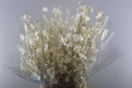 Lunaria annua (groene penning)