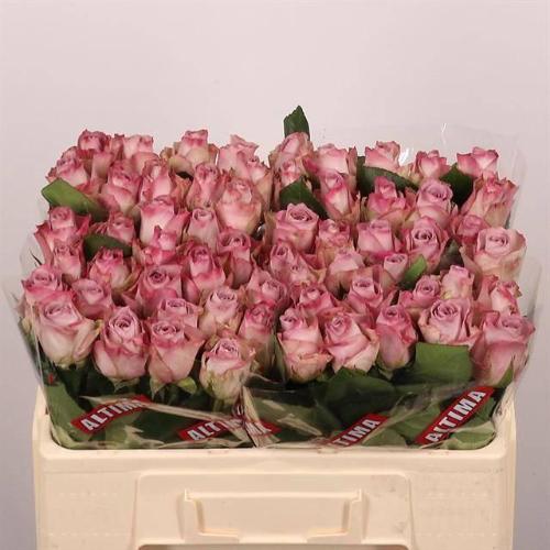 Rosa grootbloemig Memory Lane!