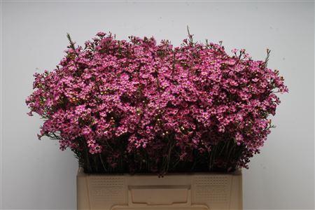 Chamelaucium uncinatum overig
