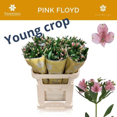 Alstroemeria Pink Floyd