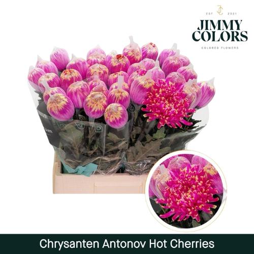 Chrysanthemum (Indicum Grp) geplozen Antonov kleurbehandeld H%