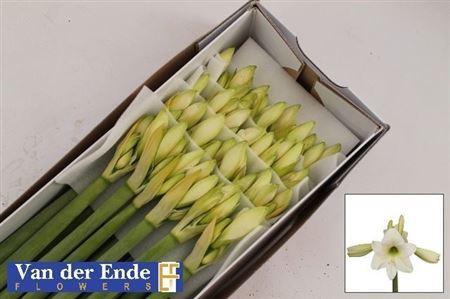 Hippeastrum Diamond Grp 'Costa Blanca'