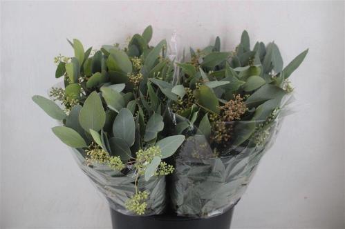 Eucalyptus per bos polyanthemos (fruit)