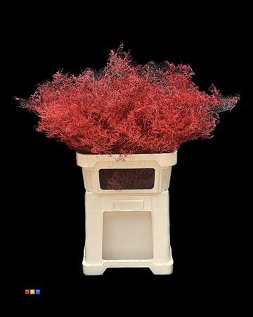 Limonium overig kleurbehandeld H%
