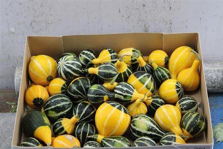 Siervruchten per stuk Cucurbita pepo 'Pear Bicolor'