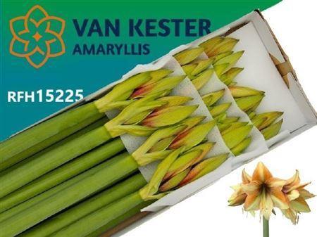 Hippeastrum Galaxy Grp 'Mocca'