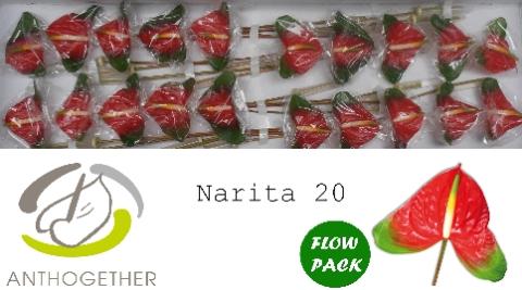 Anthurium Andreanum Grp Narita