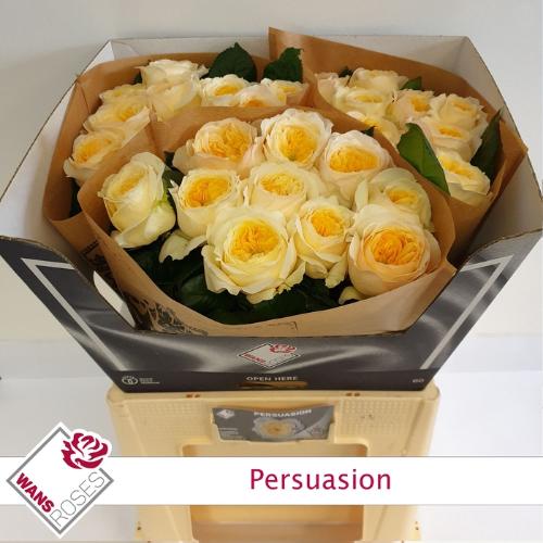 Rosa grootbloemig Persuasion