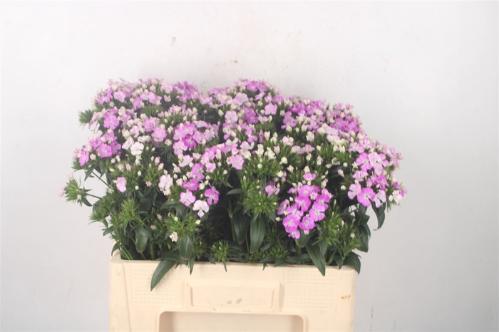 Dianthus barbatus 'Amazon Rose Magic'