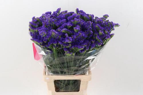 Limonium sinuatum 'Crystal Dark Blue'