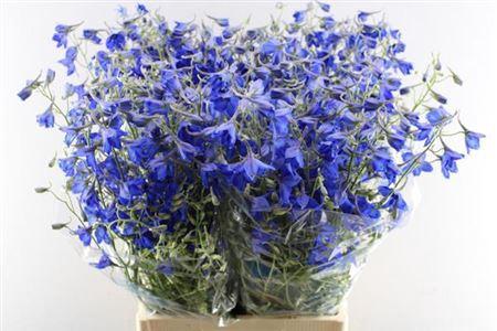 Delphinium Belladonna Grp enkelbloemig 'Volkerfrieden'