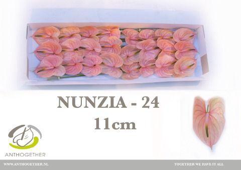 Anthurium Andreanum Grp Nunzia
