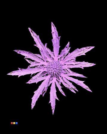 Eryngium alpinum kleurbehandeld H%