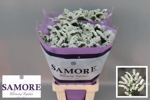Limonium sinuatum Silvery Sun Birds