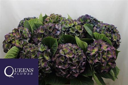 Hydrangea macrophylla Royal King (classic)