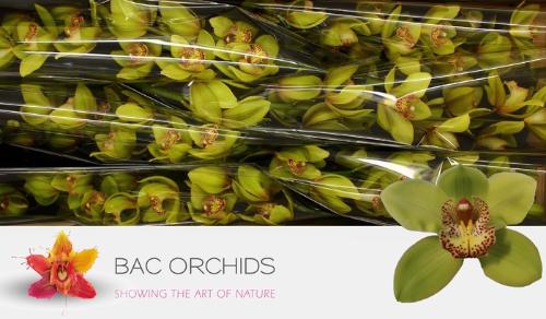 Cymbidium grootbloemig per tak Honey Green 'Melissa'
