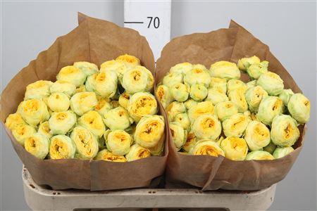 Rosa tros Golden Trendsetter