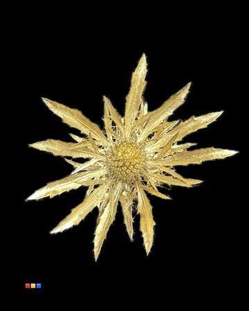 Eryngium alpinum kleurbehandeld H%