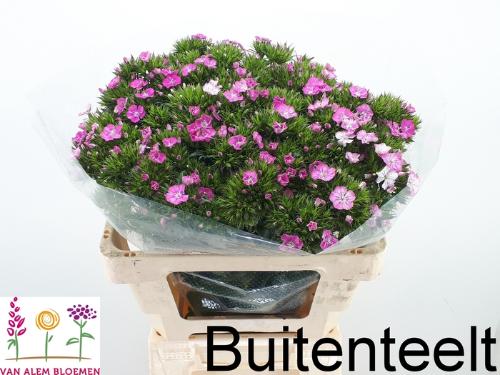 Dianthus barbatus 'Amazon Rose Magic'