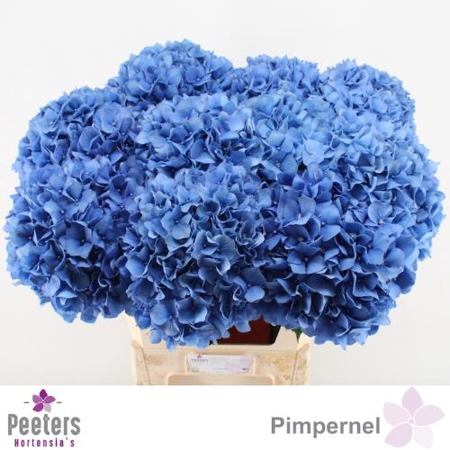 Hydrangea macrophylla 'Pimpernel'