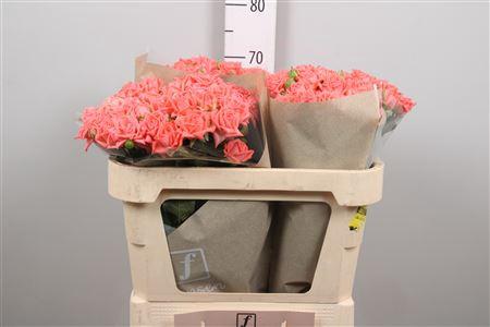 Rosa tros Barbados