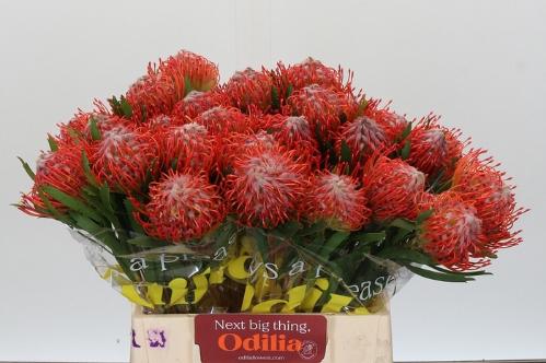 Leucospermum cordifolium 'Tango'