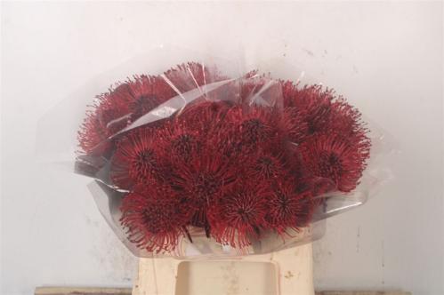 Leucospermum 'Naomi' kleurbehandeld H%